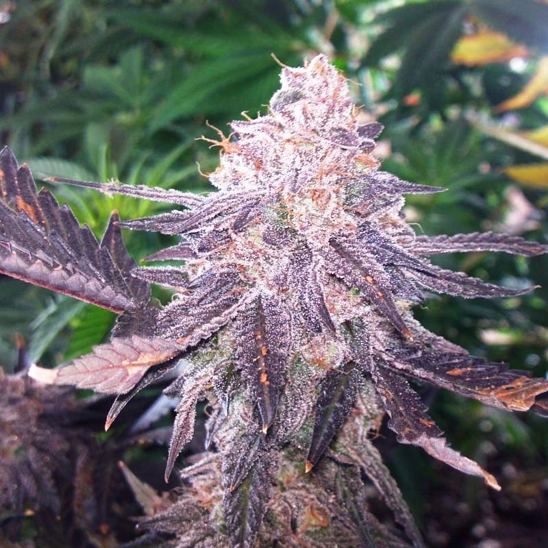 Phantom cookies foto: blazin Purps
