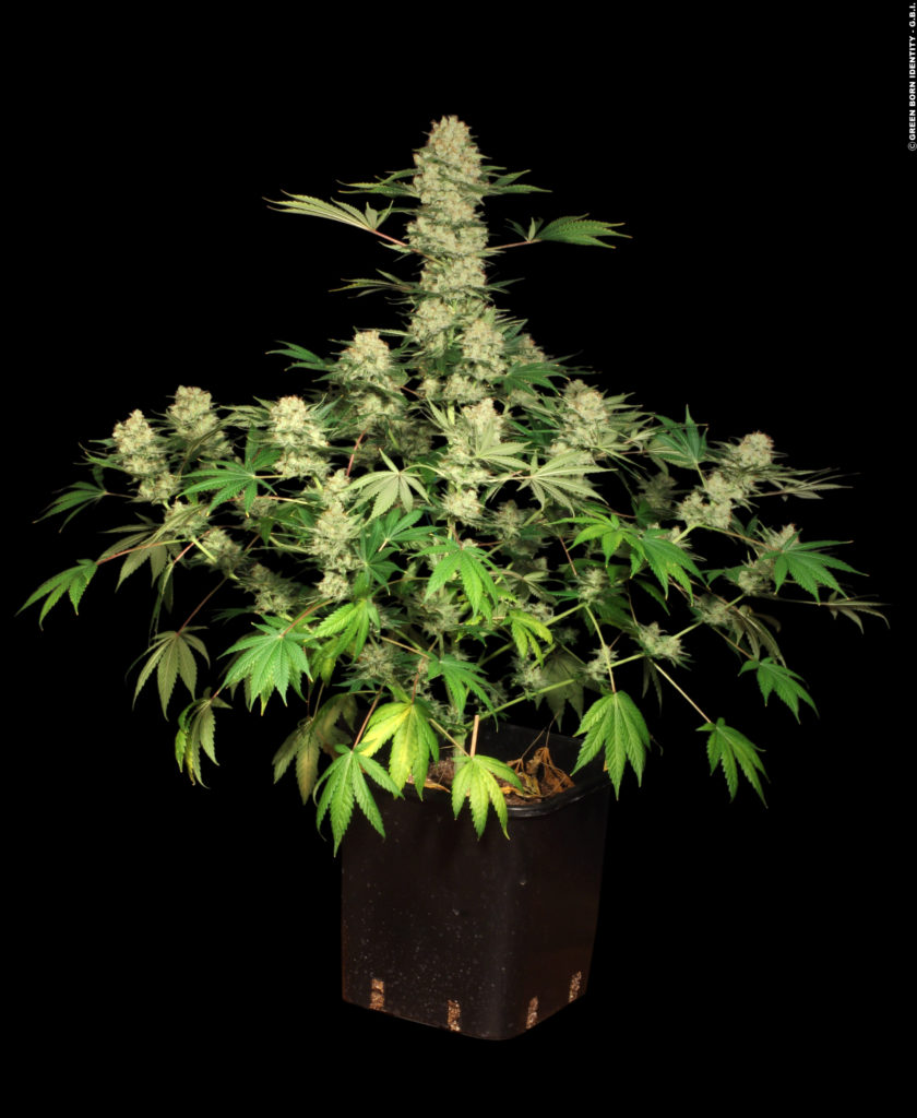 Cannabis ak-47