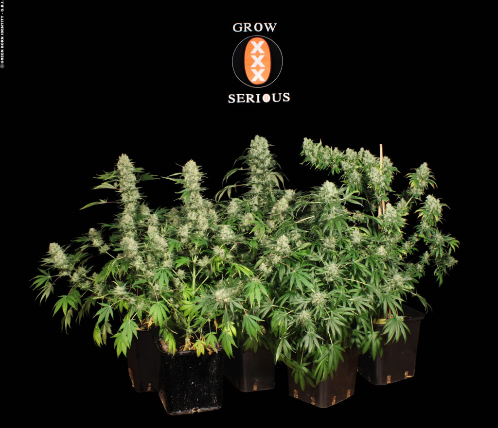 Cannabis feminizado vs regular de ak-47