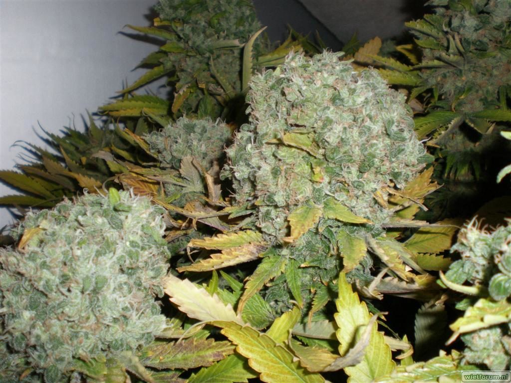 Marihuana warlock