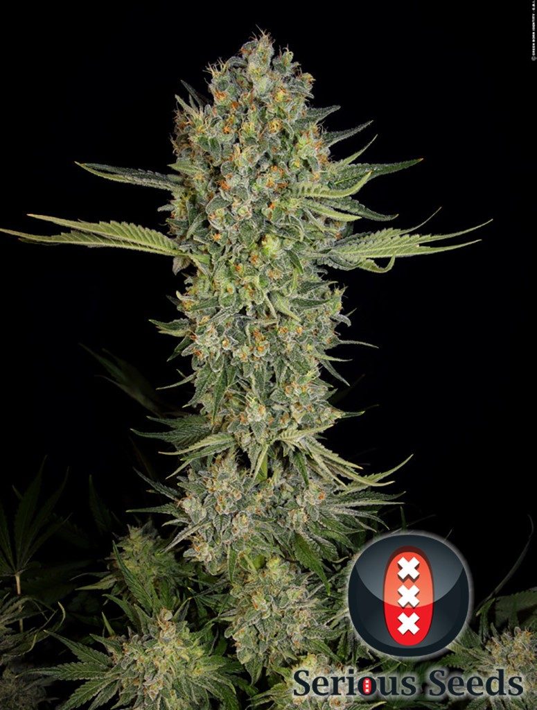 gran cogollo de Serious kush de Serious Seeds