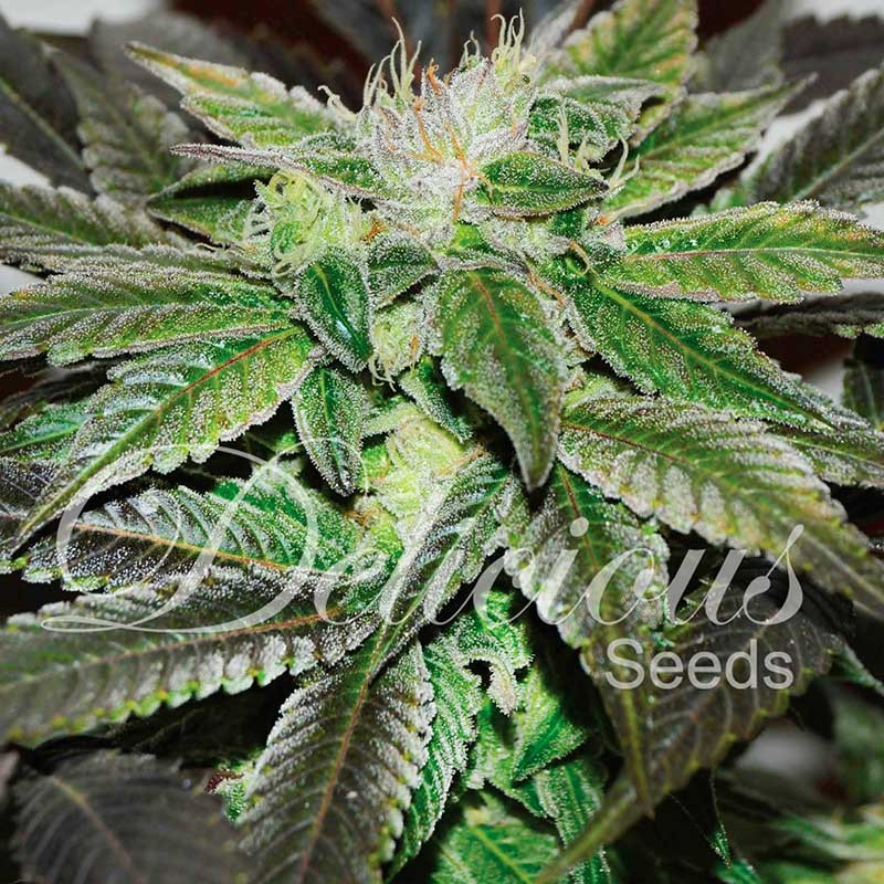 Marihuana Sugar Candy