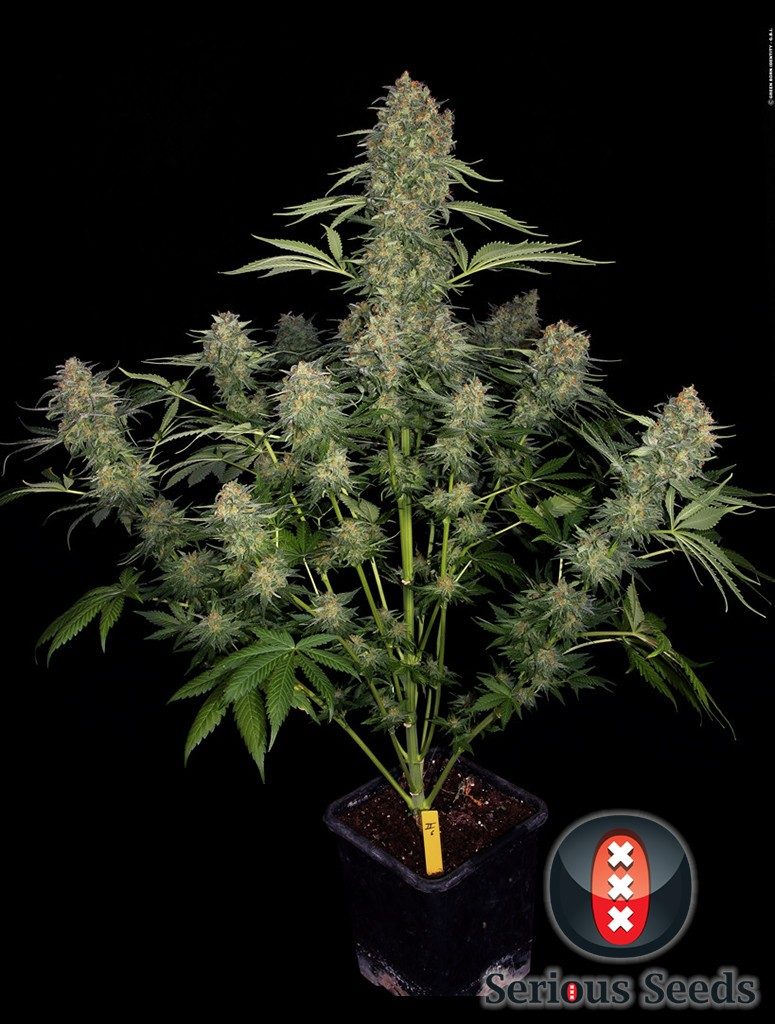 Cannabis Serious kush de Serious Seeds