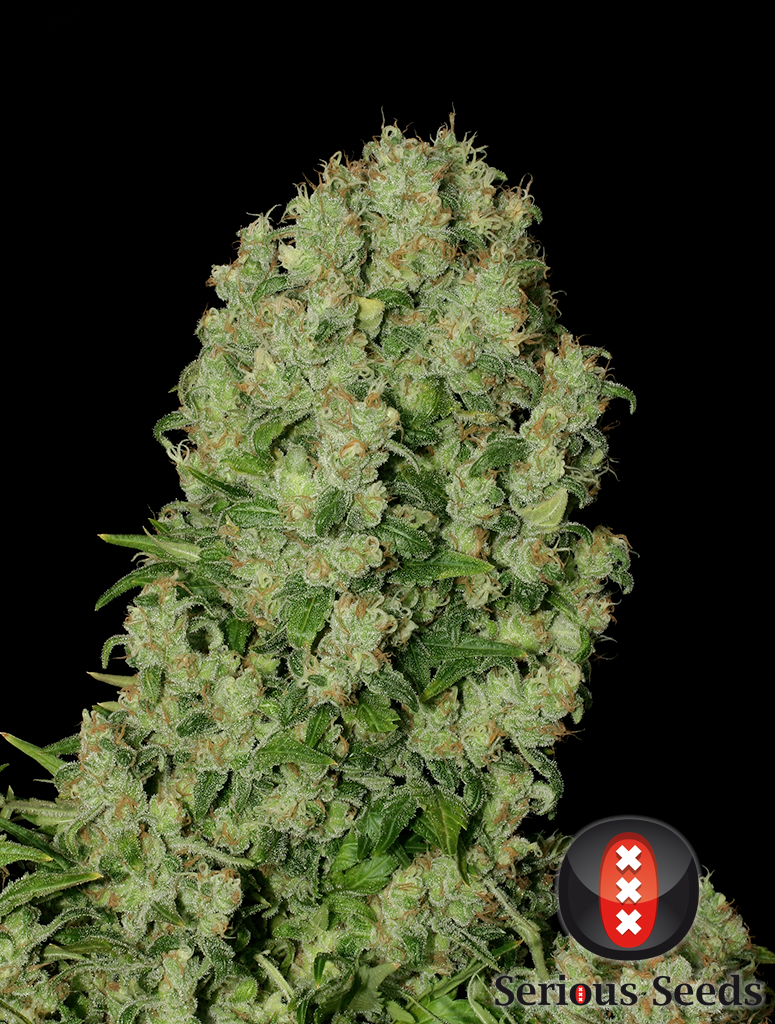 White Russian planta de gran producción