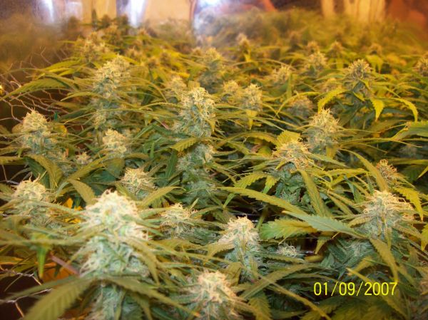 Sugar black rose en SCROG cultivo de interior