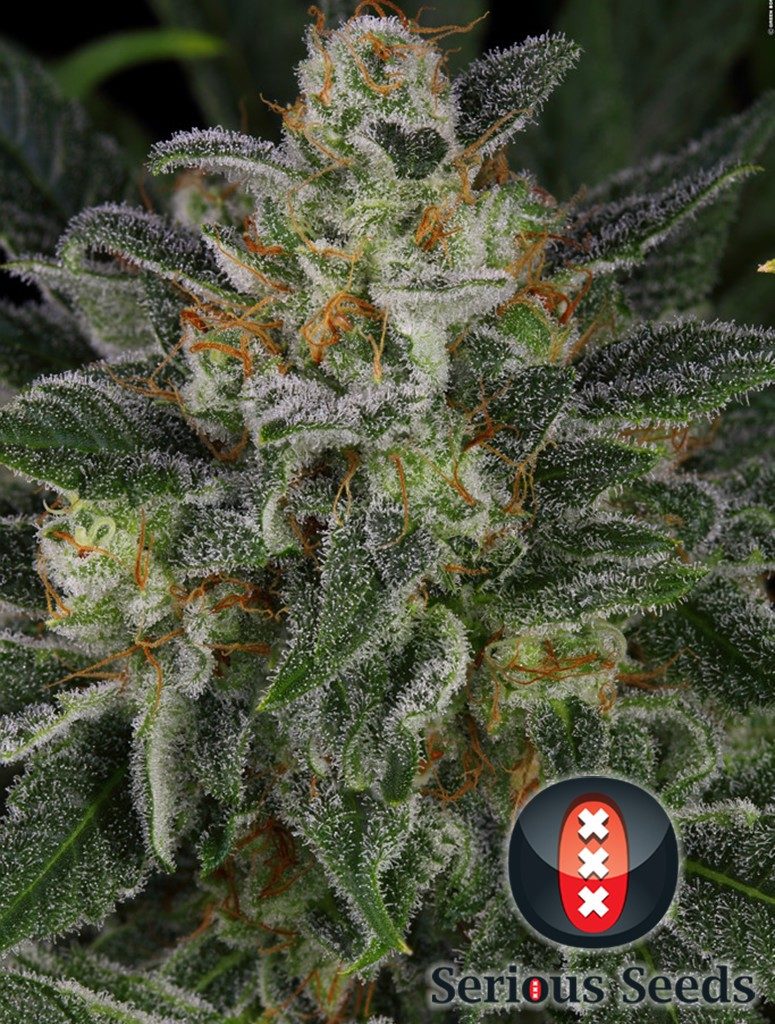 Cálices de Serious kush de Serious Seeds