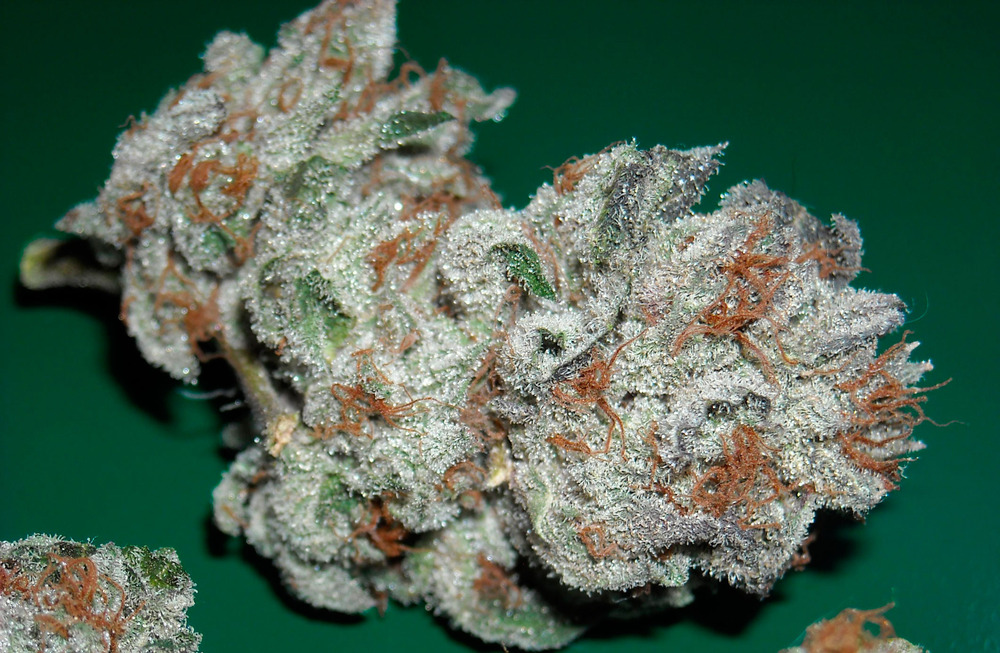 Tricomas de Og Kush