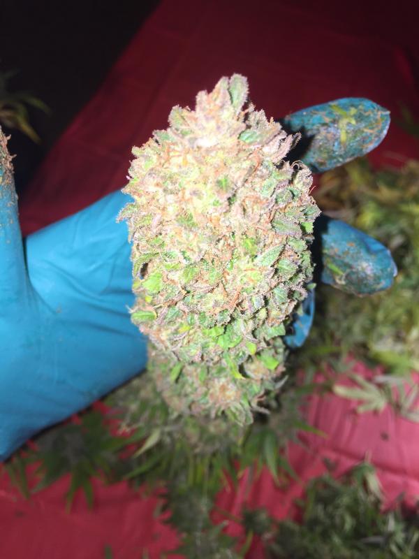 Cannabis Sugar candy cosehcada y manicurada