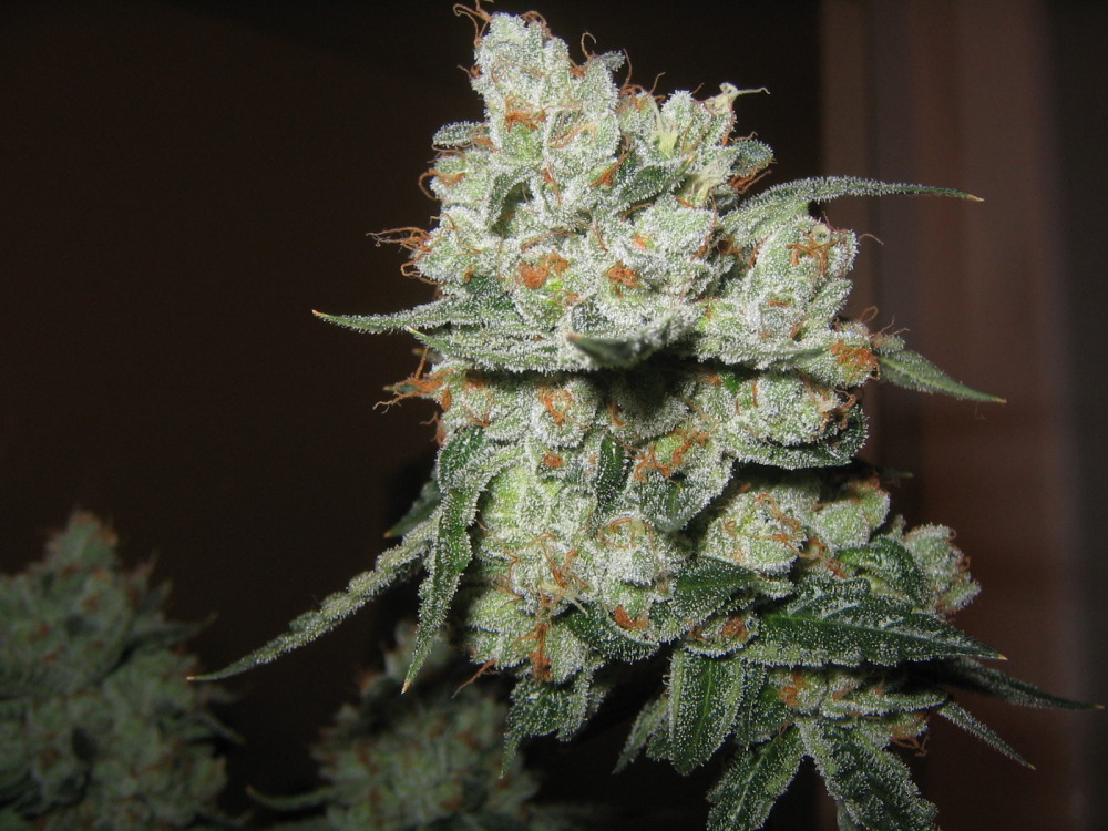 Cogollo de Og Kush
