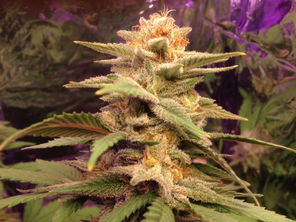 Cogollos de Caramelo Delicious Seeds