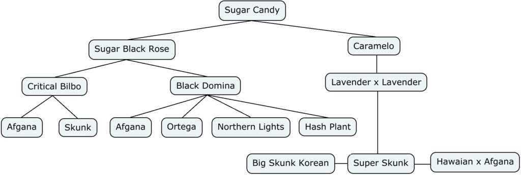 Mapa genético de sugar candy