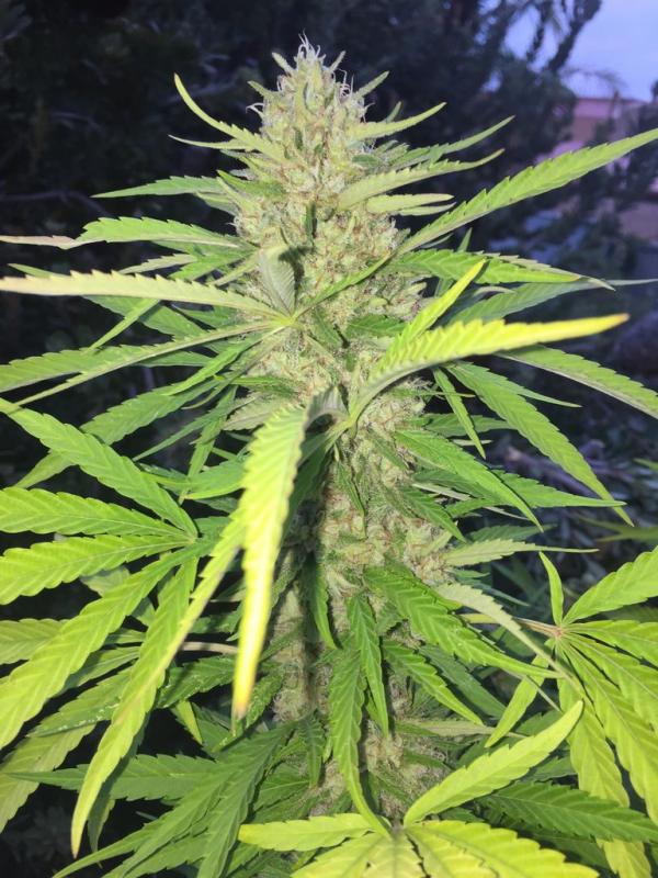 Cogollo de marihuana en exterior de Sugar Candy