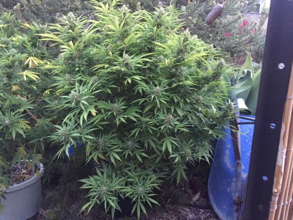 Marihuana Sugar candy en exterior en floración