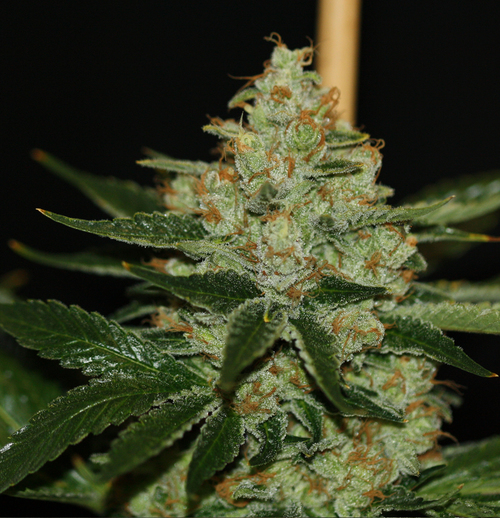 Flores de marihuana Og Kush