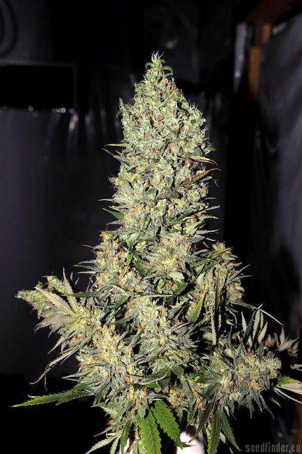 Marihuana Chronic