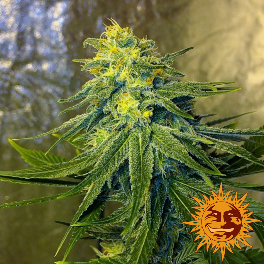 cannabis chronic thunder