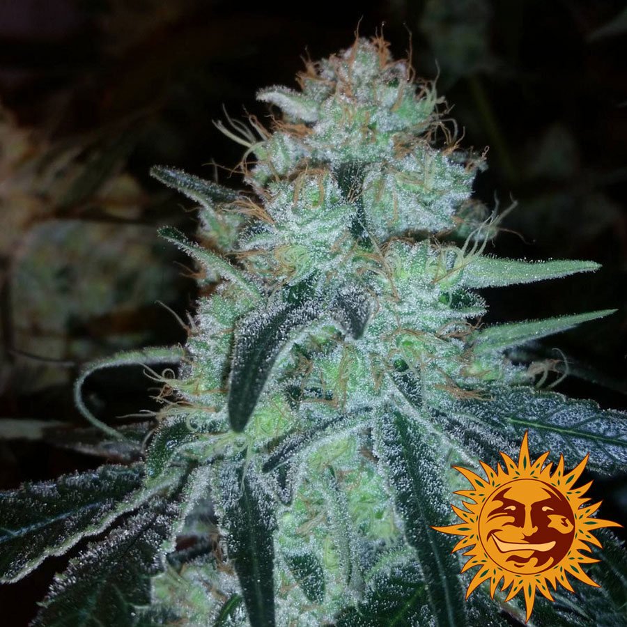 Marihuana Chronic Thunder