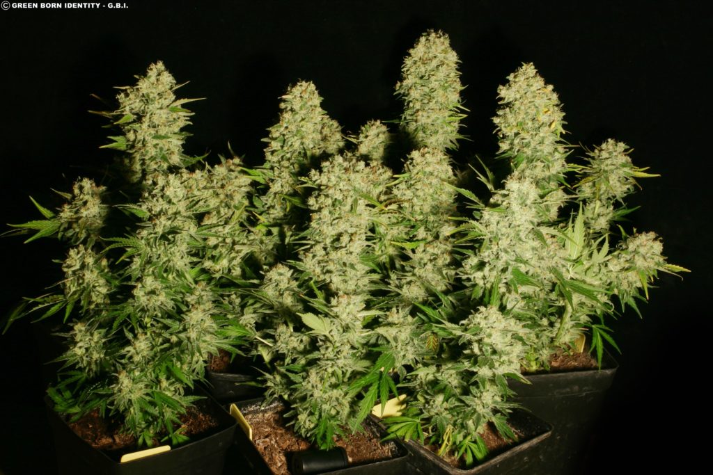 Cultivo de Chronic