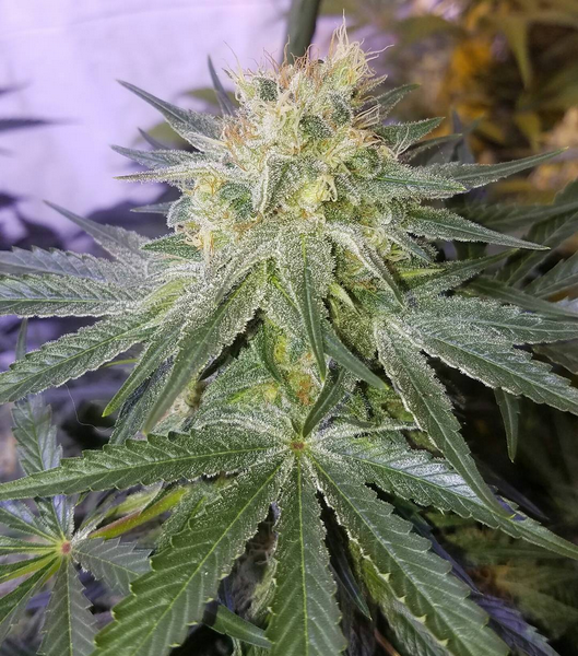 Grapegum final de floracion