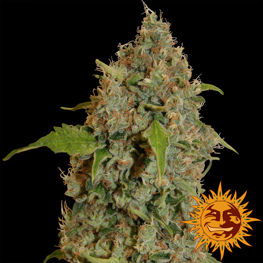 planta marihuana chronic thunder