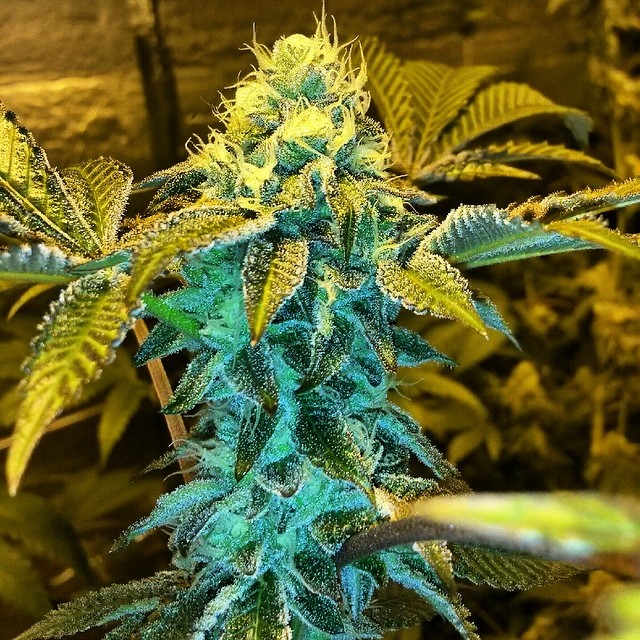 Cogollo de animal cookies