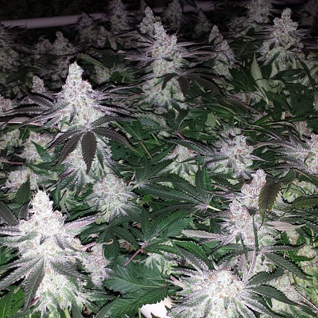 Floración de animal cookies