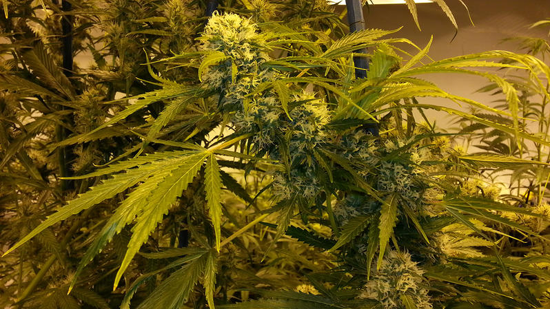 Floración de Animal cookies