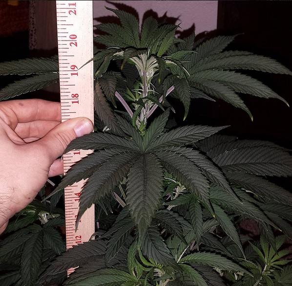 Nicole kush crecimiento