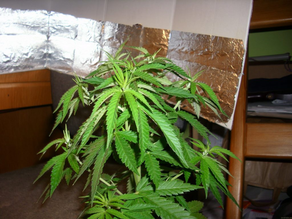 Crecimiento Fruity Chronic