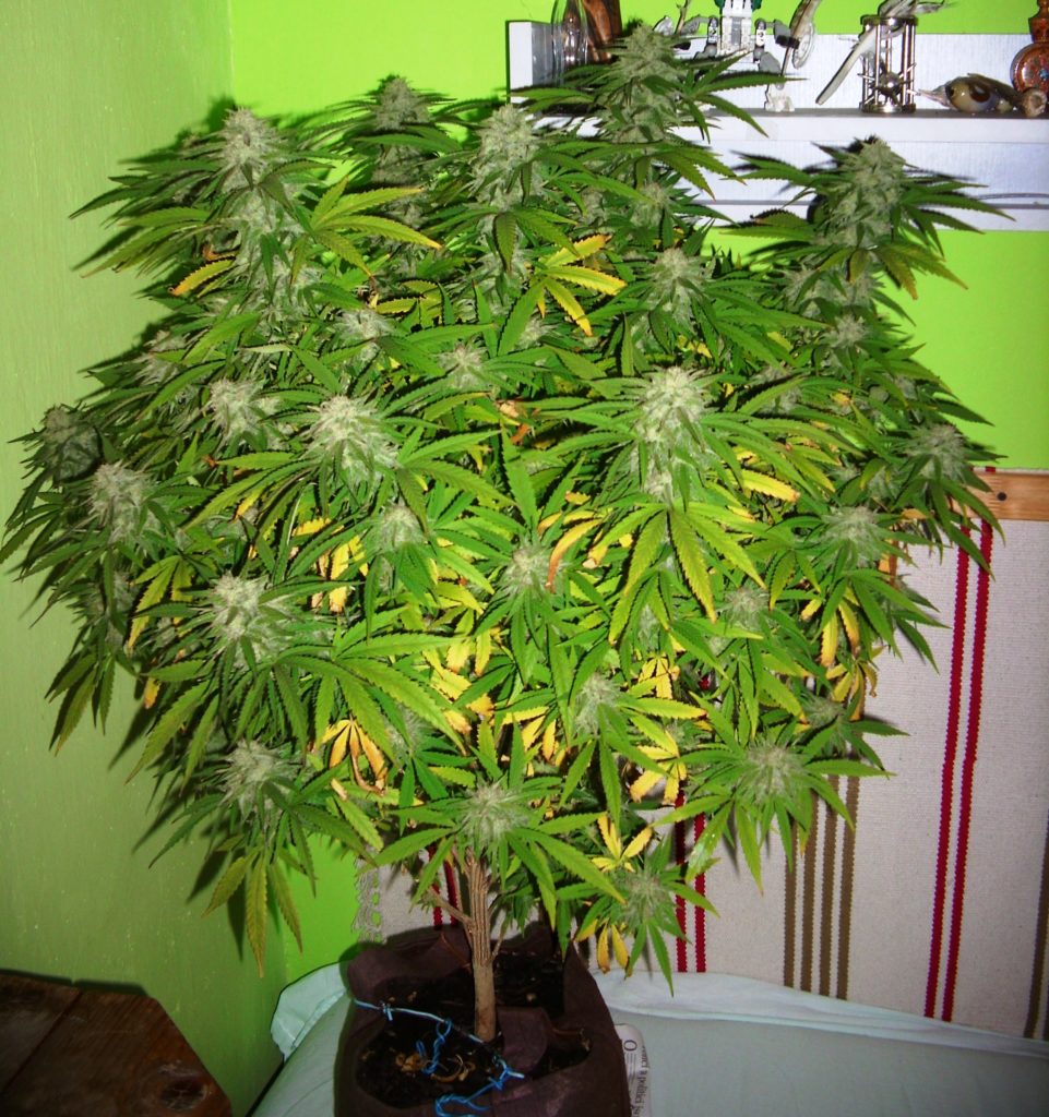 Floración Fruity Chronic