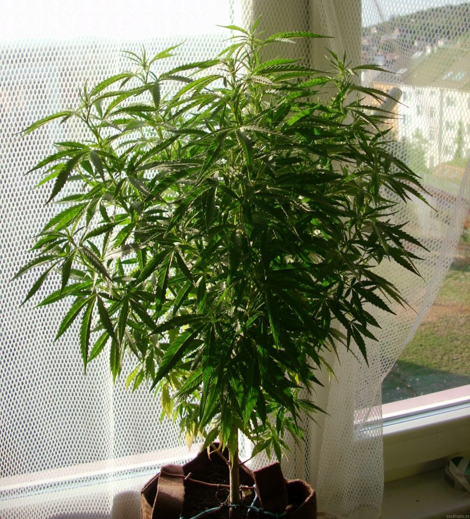 Crecimiento fruity chronic