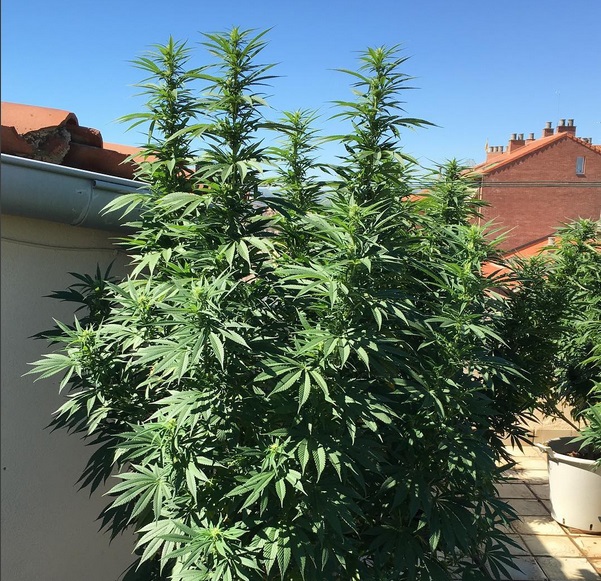 Nicole kush crecimiento en exterior