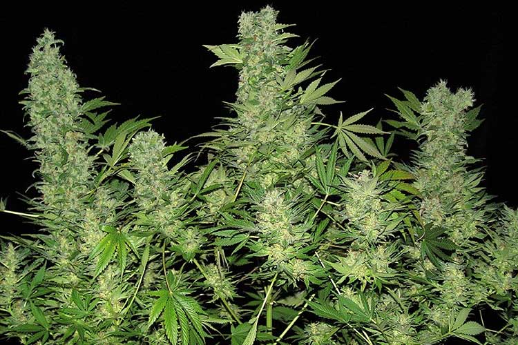 Chronic de serious seeds