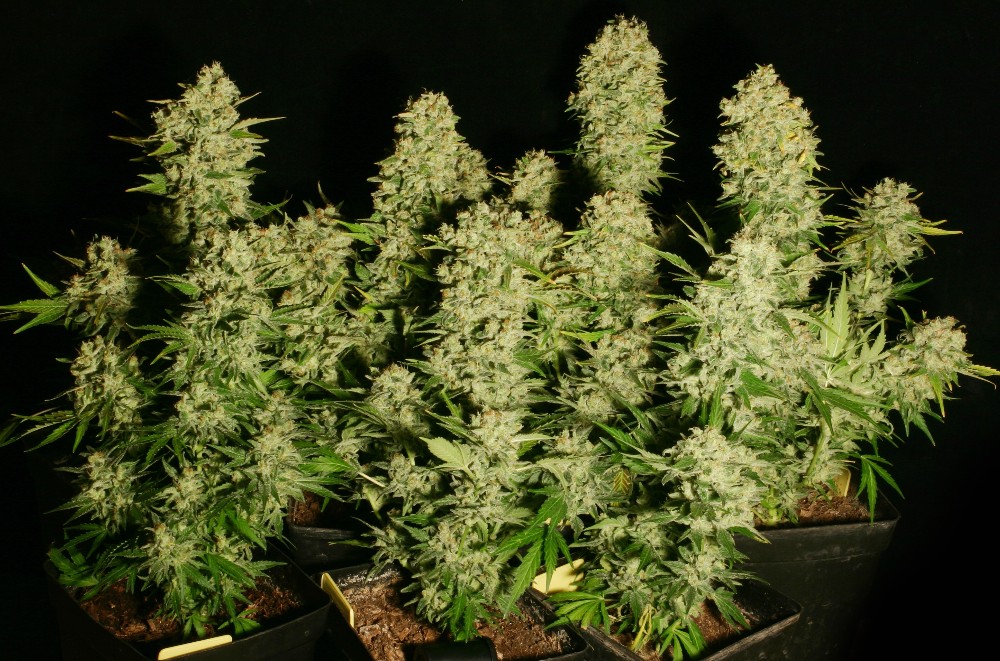 Marihuana Chronic de serious Seeds