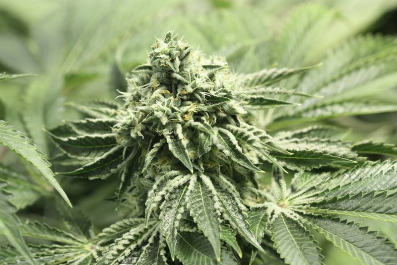 Rollex Og Kush