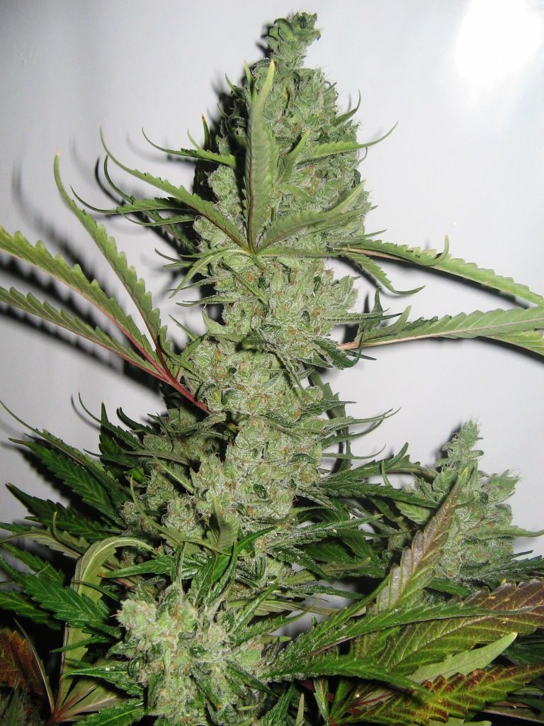 UK Cheese