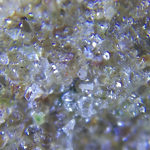 Nicole Hash