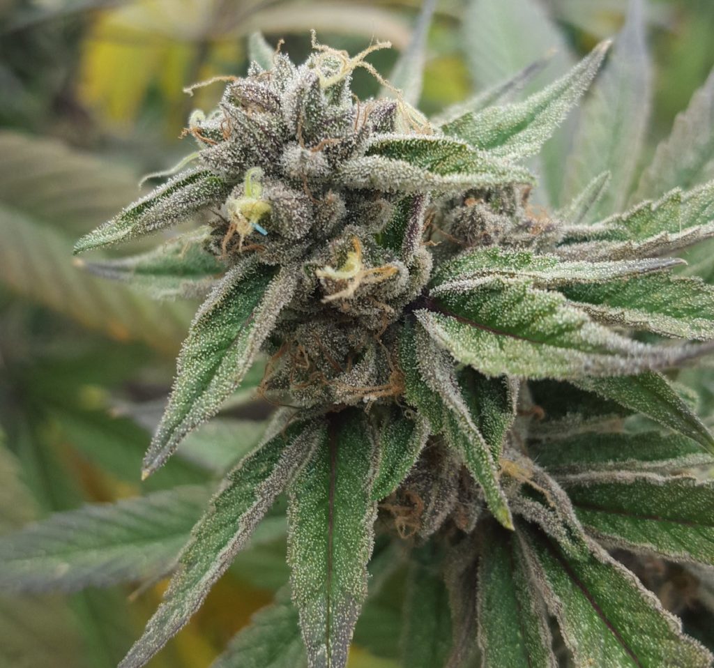Nicole kush floración