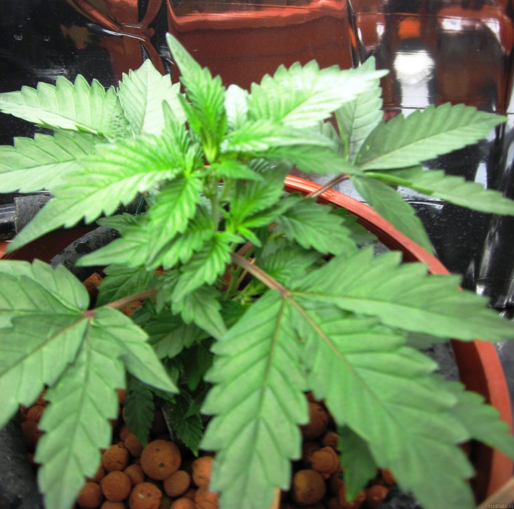 Pineapple cut