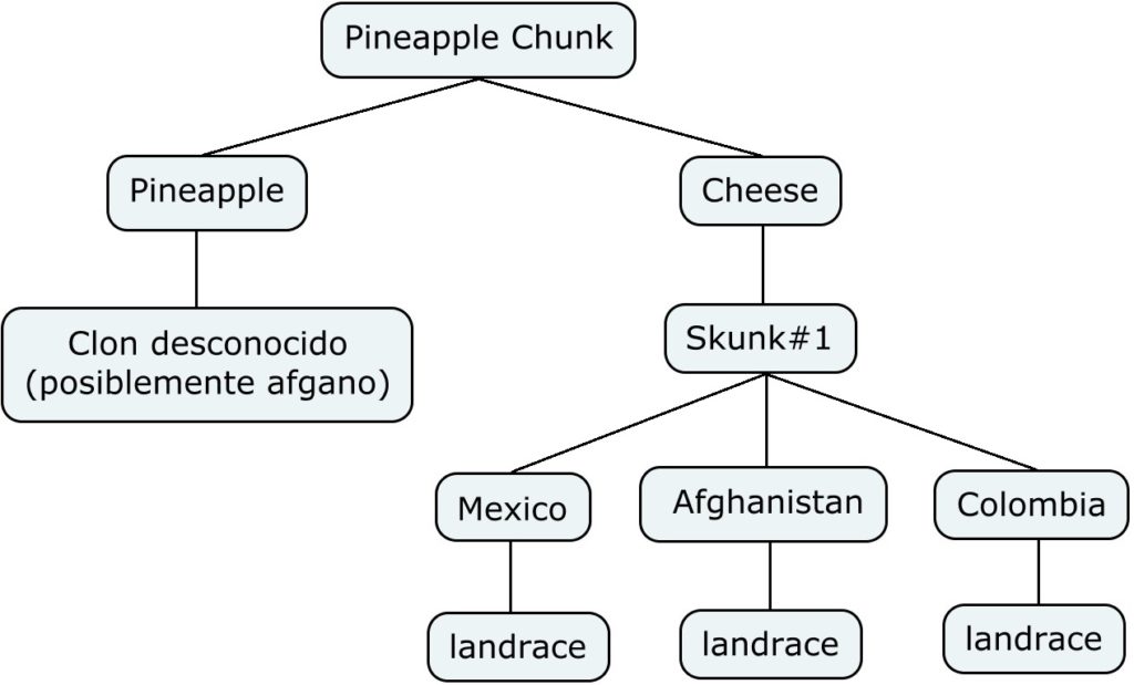 Mapa genético de Pinneaple Chunk