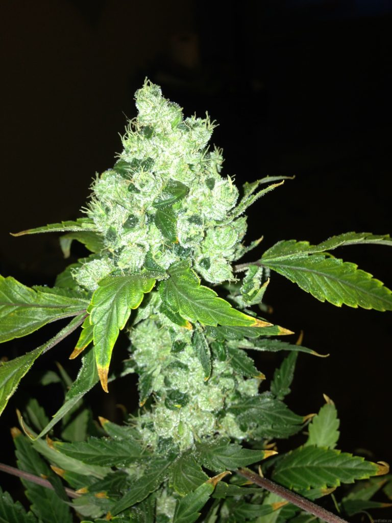 cannabis pinneapple Chunk