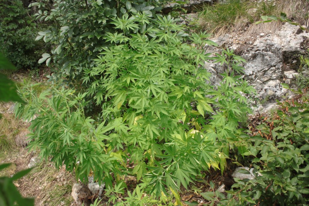 Pineapple chunk crecimiento exterior