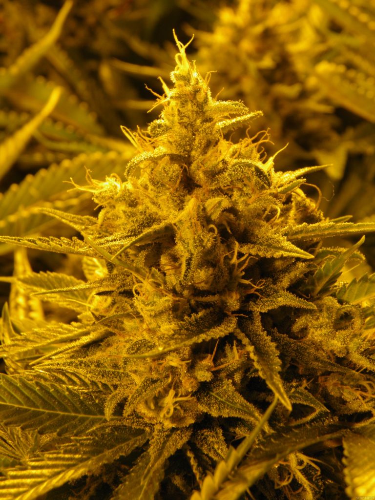 Pineapple chunk floración indoor