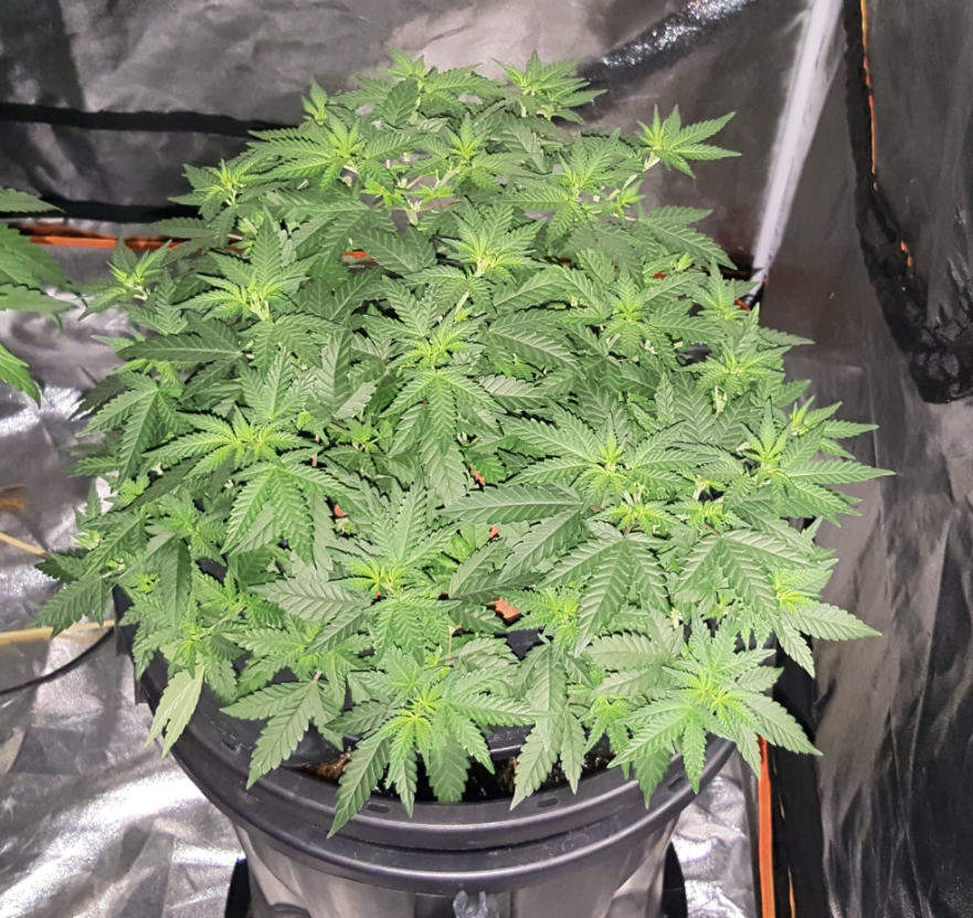 rollex og kush en crecimiento