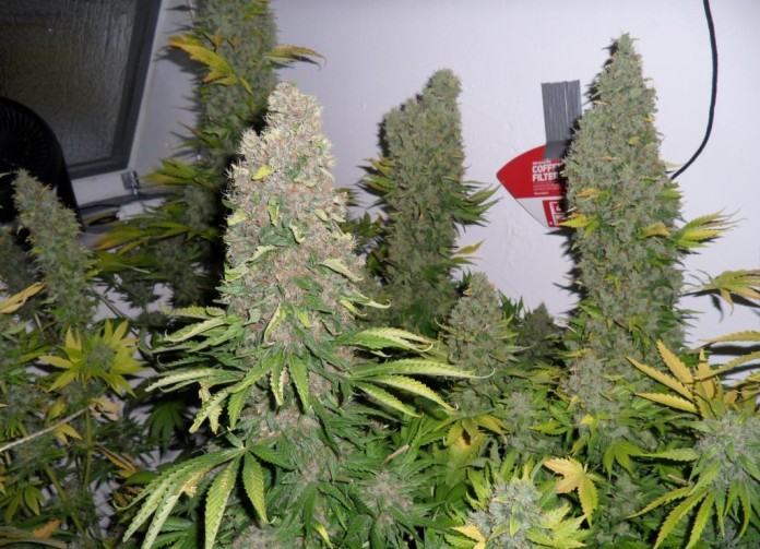 white widow