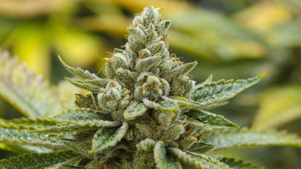 Kosher Kush