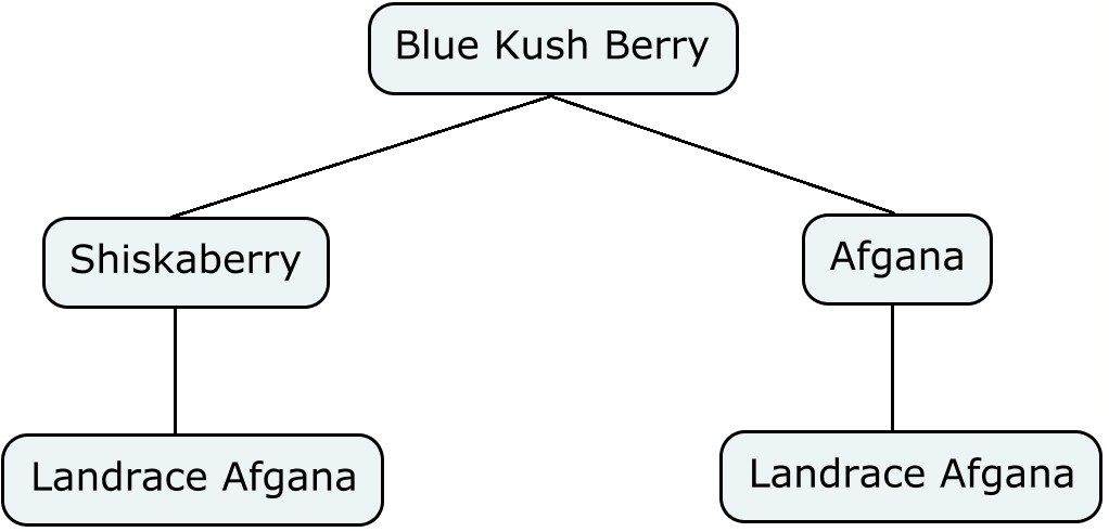 Mapa genético de nblue kush berry