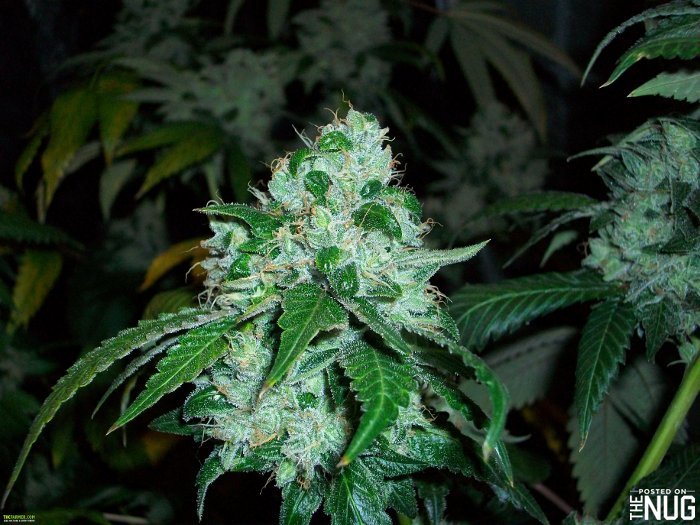 SFV Og Kush