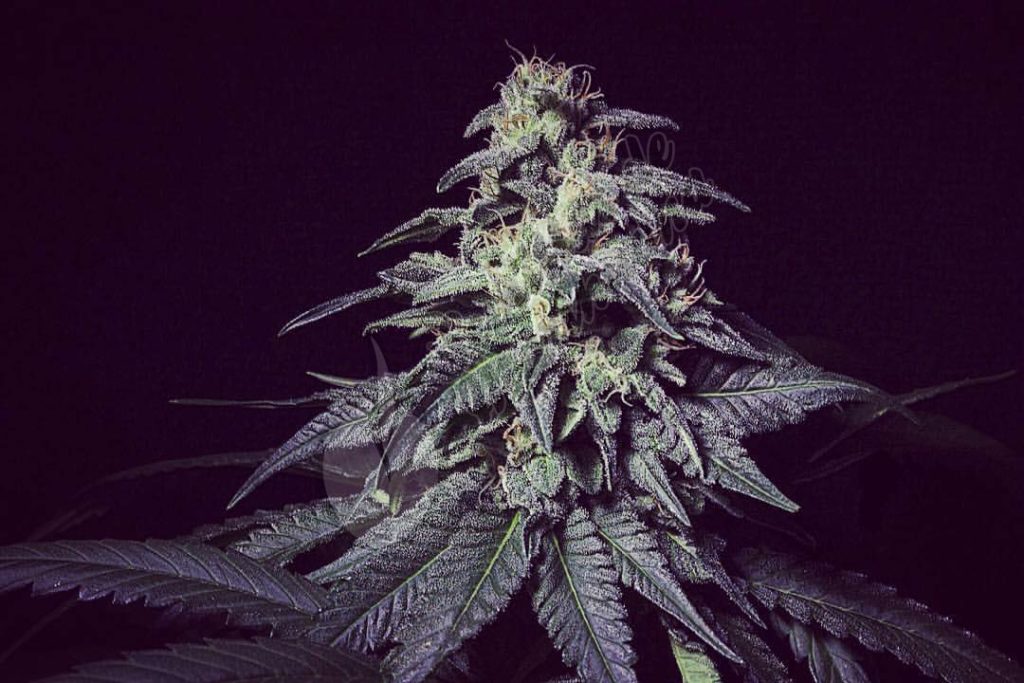 Marihuana Harybo