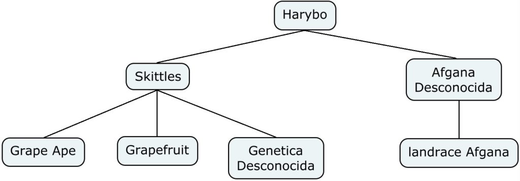 Mapa genético de Harybo